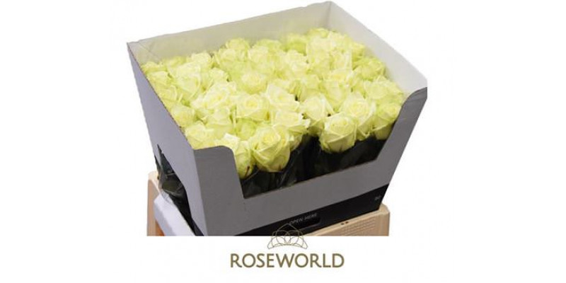 Rose Gr White Naomi Roseworld 60cm A1 Col-White