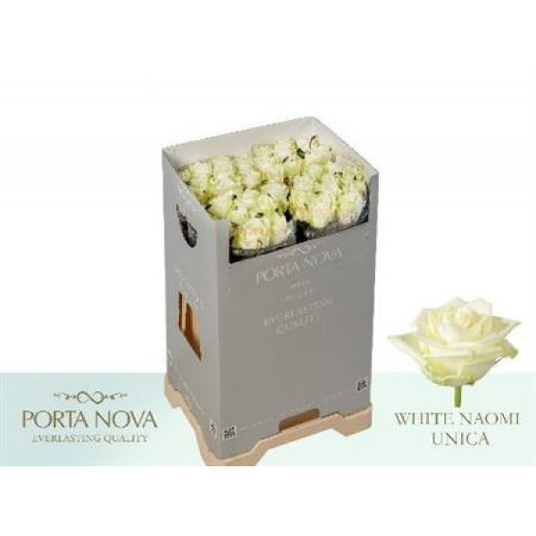 Rose Gr White Naomi! Porta Nova 60cm A1