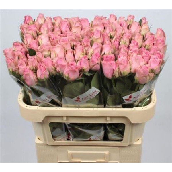 Rose Gr Wham Imp 70 A1Pink