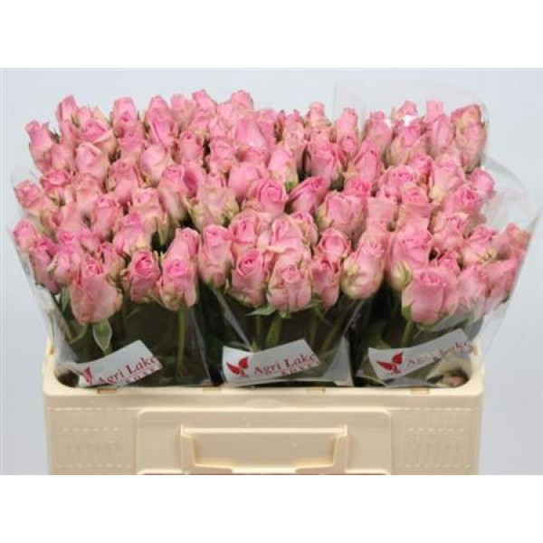 Rose Gr Wham Imp 50 A1Pink