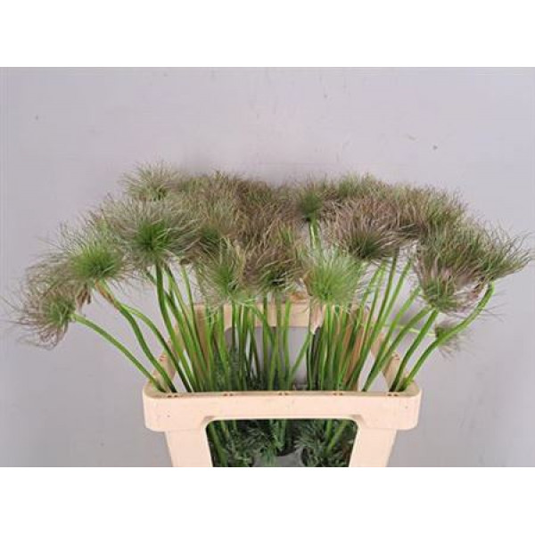 Pulsatilla Vulg Zaadpluiz 65cm A1