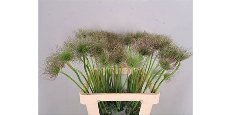 Pulsatilla Vulg Zaadpluiz 65cm A1