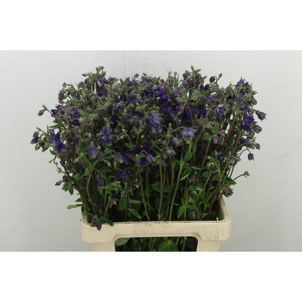 Aquil Blue Barlow 65 cm A1