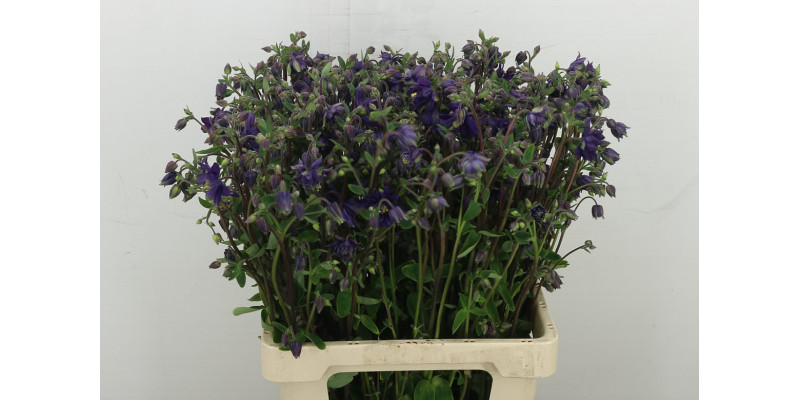 Aquil Blue Barlow 65 cm A1