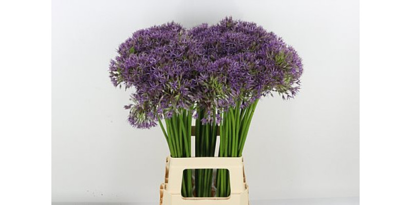 Allium Purple Rain 80 A1Purple
