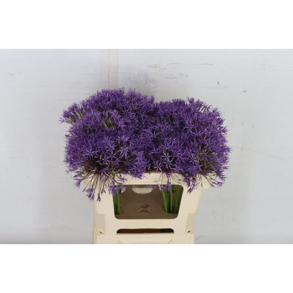 Allium Purple Rain 50cm A1 Col-Purple
