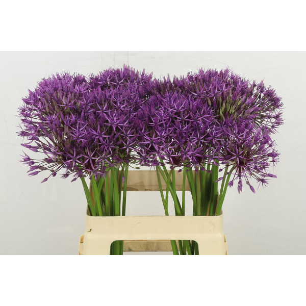 Allium Purple Rain 60 cm A1