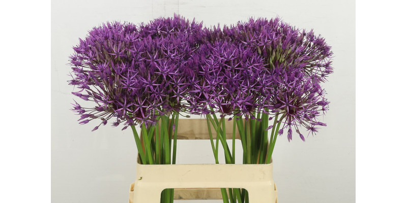 Allium Purple Rain 60 cm A1