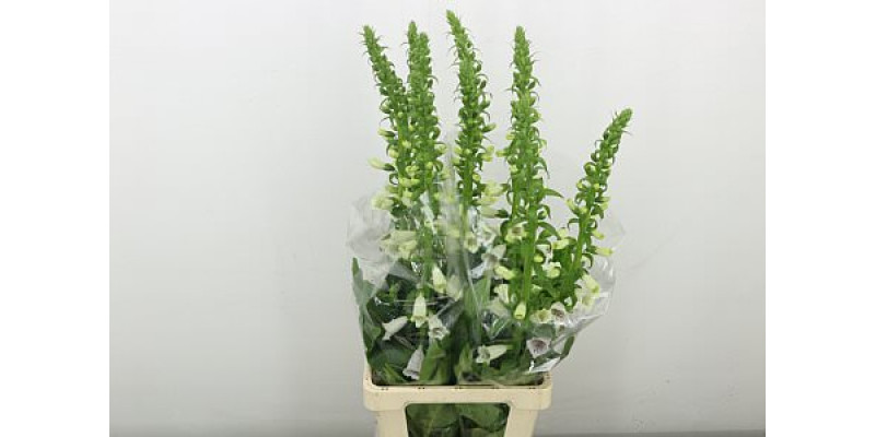 Digi Camelot Lavend 90 cm A1