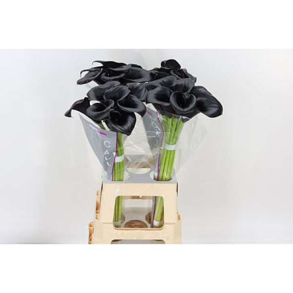 Zanthedeschias (Calla Lilly) Cantor 70cm A1