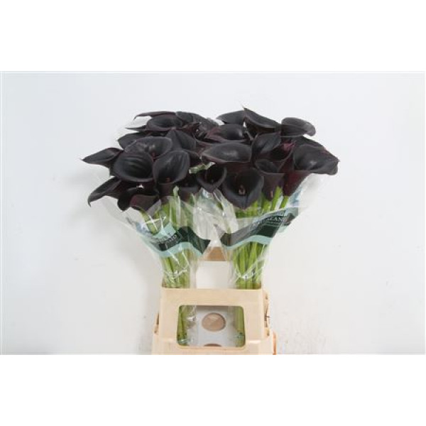 Zanthedeschias Calla Lilly Cantor 70cm A1