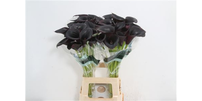 Zanthedeschias Calla Lilly Cantor 70cm A1