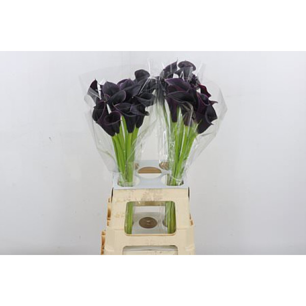 Zanthedeschias Calla Lilly Cantor (zwart)l 70 cm A1