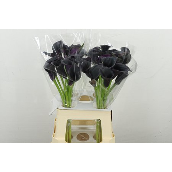 Zanthedeschias Calla Lilly Cantor 65 cm A1