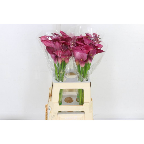 Zanthedeschias (Calla Lilly) Pink Jewel 65cm A1 Col-Milka