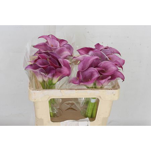 Zanthedeschias (Calla Lilly) Pink Jewel 50cm A1