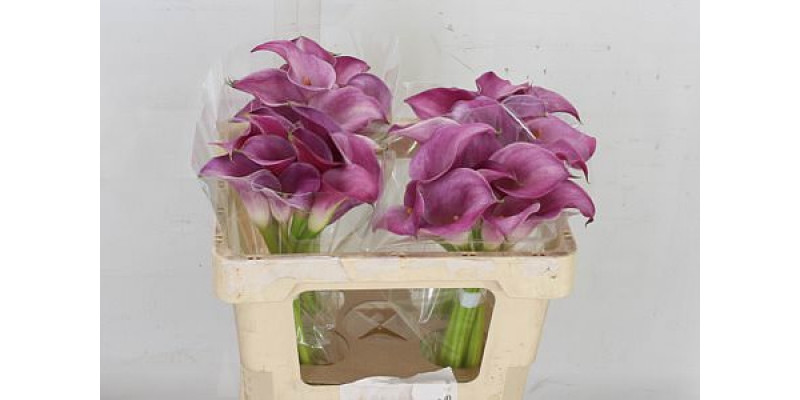 Zanthedeschias (Calla Lilly) Pink Jewel 50cm A1