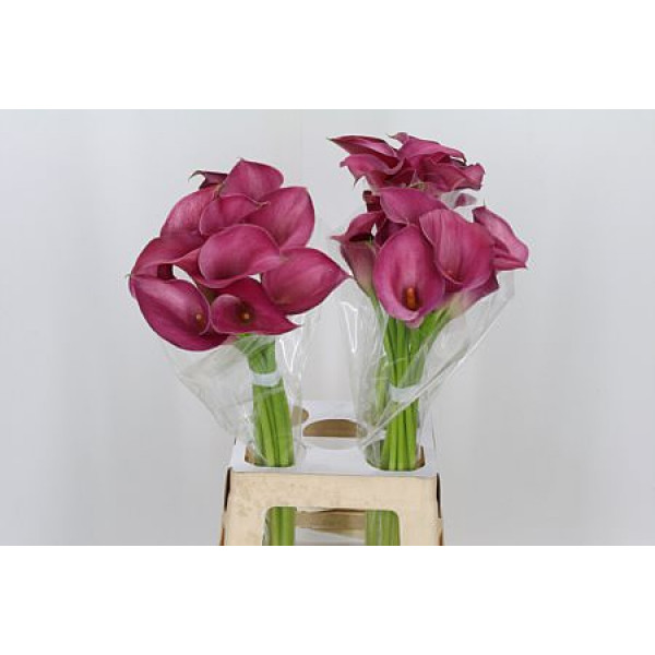 Zanthedeschias (Calla Lilly) Pink Jewel 70cm A1