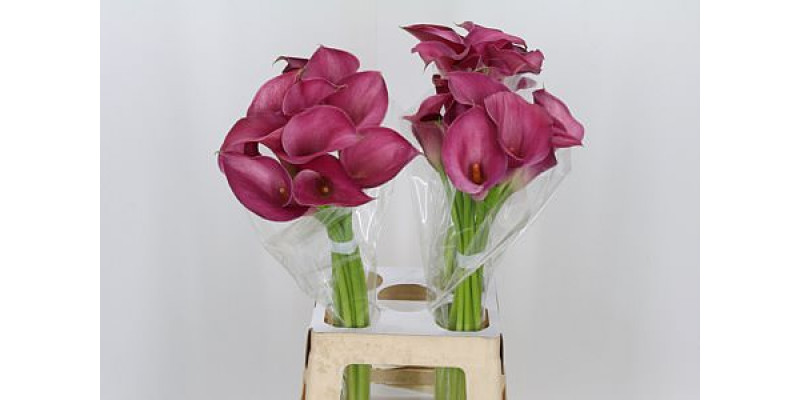 Zanthedeschias (Calla Lilly) Pink Jewel 70cm A1