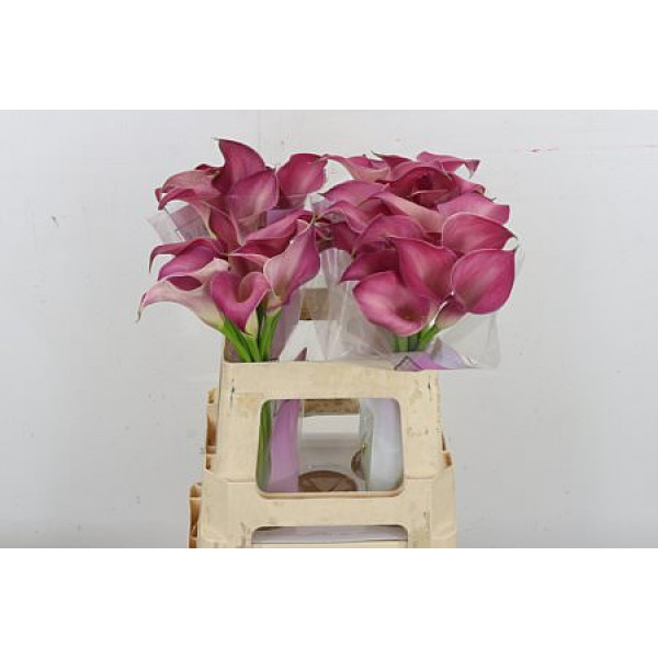 Zanthedeschias Calla Lilly Pink Jewel 55cm A1