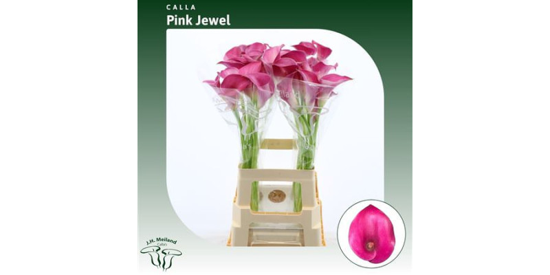 Zanthedeschias Calla Lilly Pink Jewel 70 cm  A1