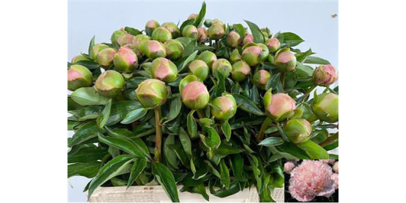 Peonies Sweet Sixteen 60cm A1