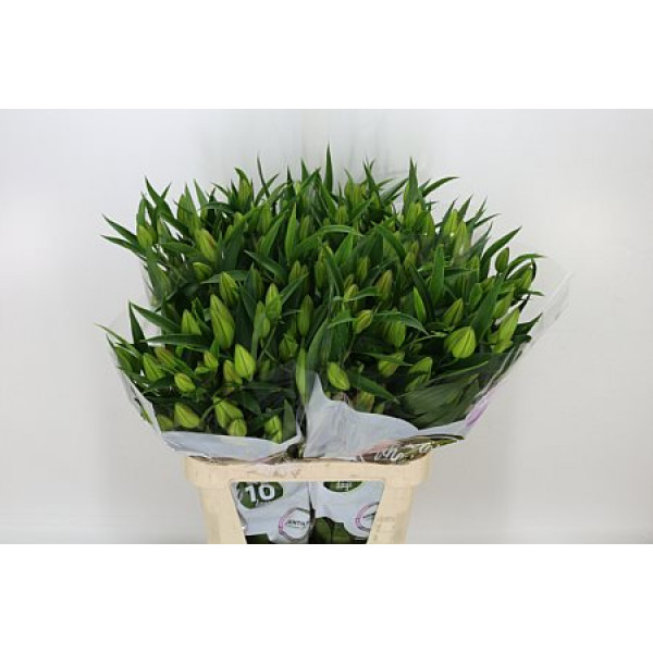 Lillys Or Energetic 4Plus 95cm A1