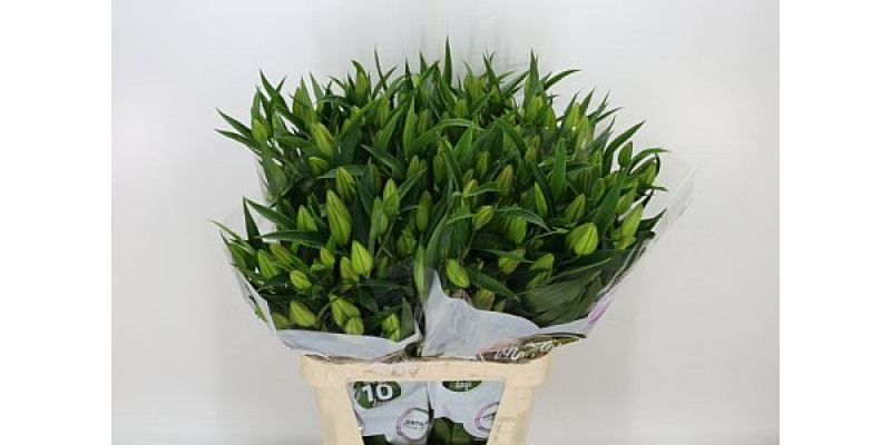 Lillys Or Energetic 4Plus 95cm A1