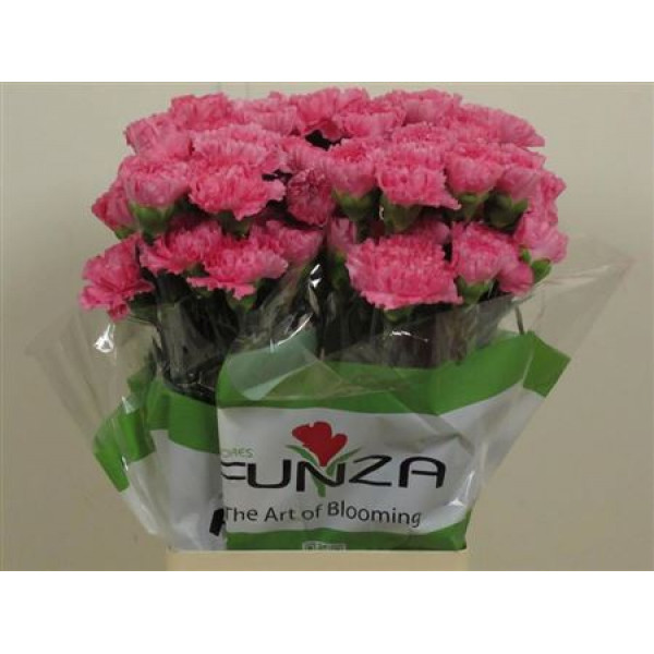 Dianthus St Tonic Golem 70cm A1 Col-Pink