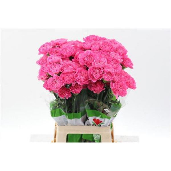 Dianthus St Tonic Golem 70cm A1