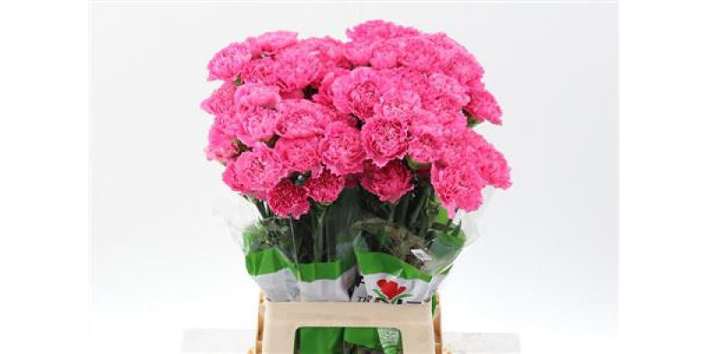 Dianthus St Tonic Golem 70cm A1