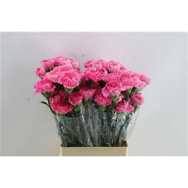 Dianthus St Tonic Golem 65cm A1