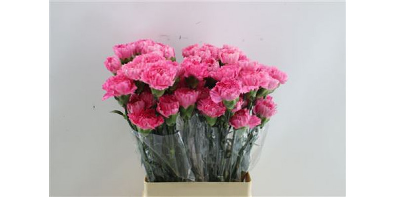 Dianthus St Tonic Golem 65cm A1