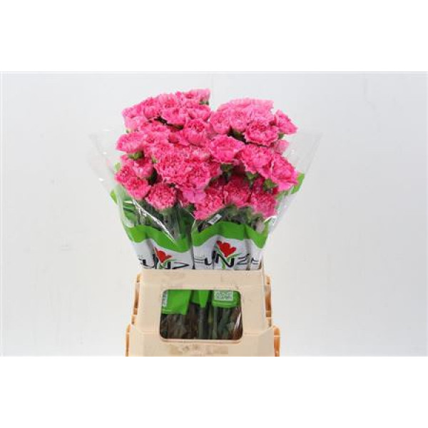 Dianthus St Tonic Golem 70cm A1