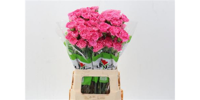 Dianthus St Tonic Golem 70cm A1