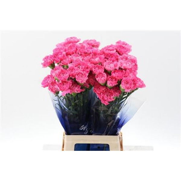 Dianthus St Tonic Golem Hi 70cm A1