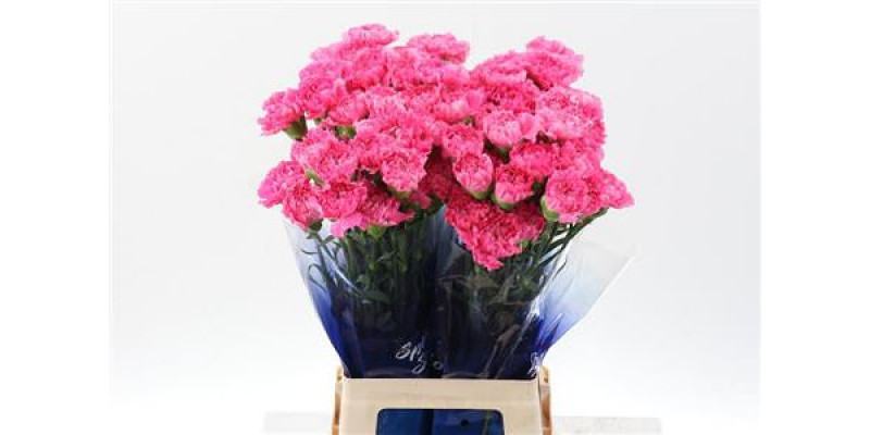 Dianthus St Tonic Golem Hi 70cm A1