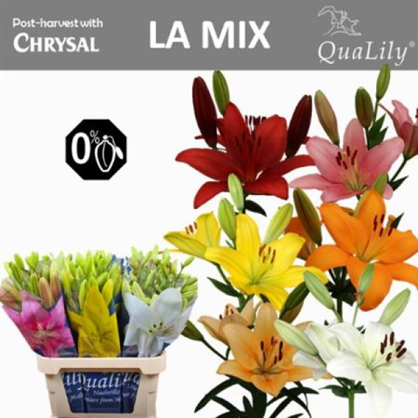 Lillys La Gem In Fust 4+ 90 A1Mixed