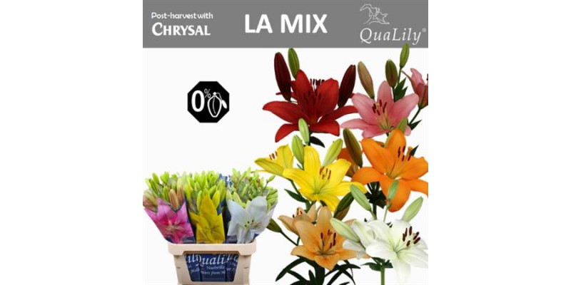 Lillys La Gem In Fust 4+ 90 A1Mixed