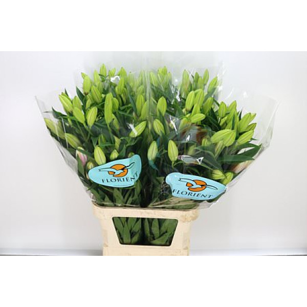 Lillys Or Joop 5+ 105 cm A1