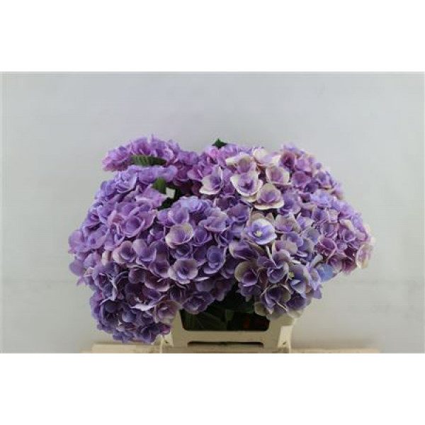 Hydrangea M Beau Papil Rz 60cm 60cm A1