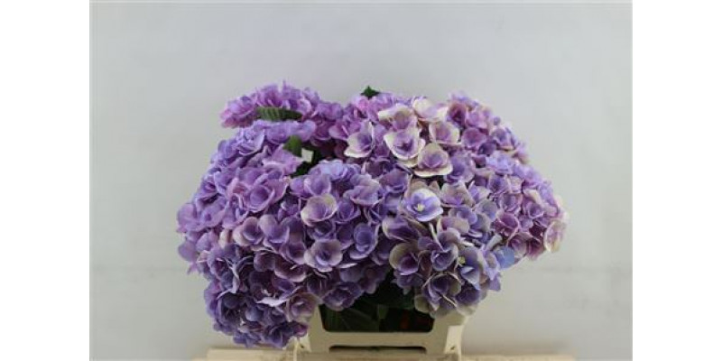 Hydrangea M Beau Papil Rz 60cm 60cm A1