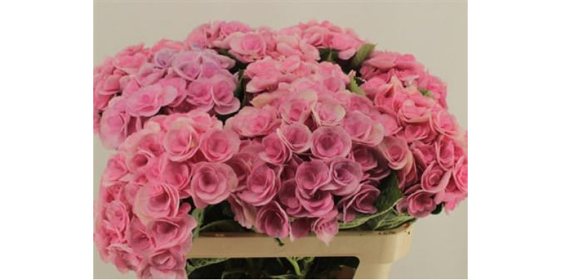Hydrangea M Beau Papillon Pink 80-22 80 cm A1