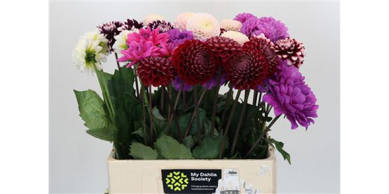 Dahlia Gemengd In Fust 60 cm A1