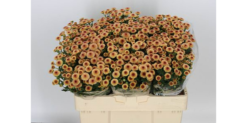 Chrysanthemums S Calimero Apric 55cm A1
