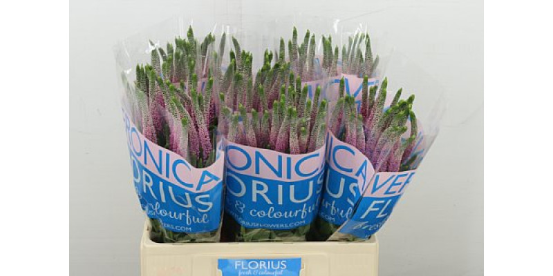 Veron Roswitha 60cm 60 cm A1