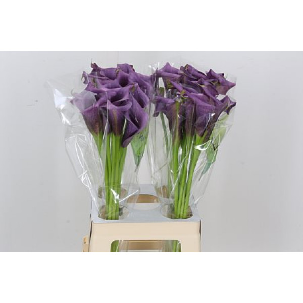 Zanthedeschias (Calla Lilly) Paco 70cm A1 Col-Purple