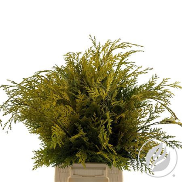 Conifeer Yellow 45 cm A1