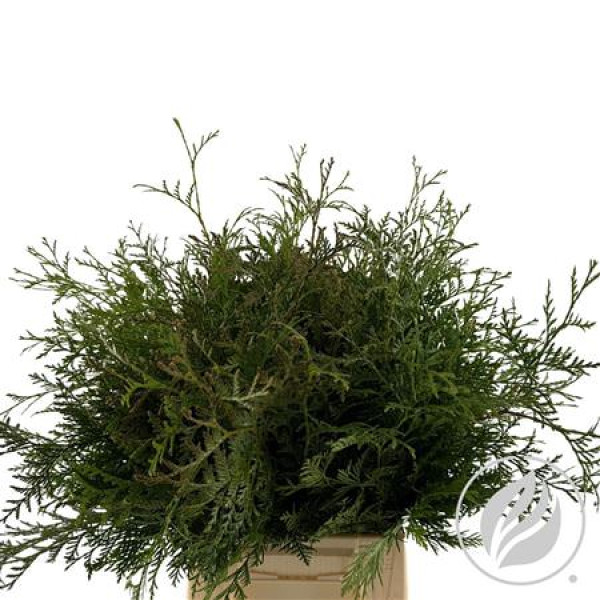 Conifeer Thuja Groen 45 cm A1