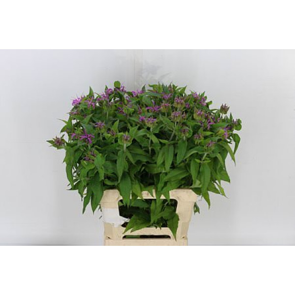 Monarda Pink Supreme 65cm A1